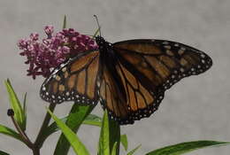 Image of swamp milkweed