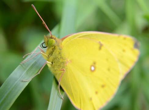 Image of Clouded sulphur