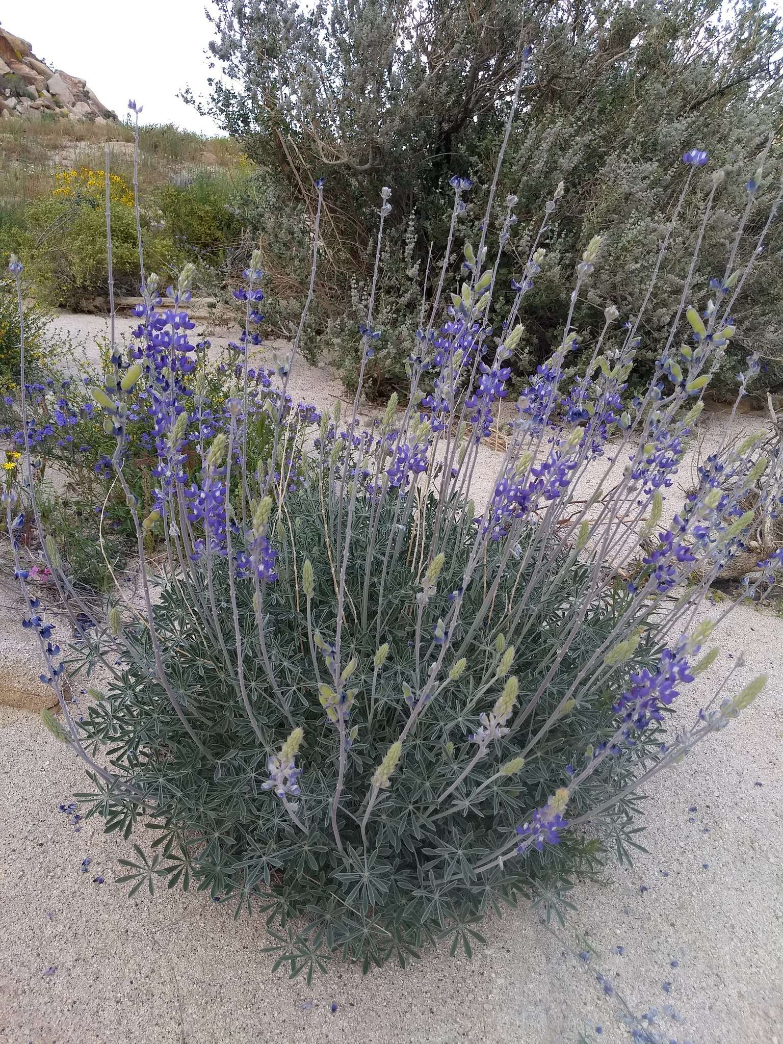 Imagem de Lupinus excubitus var. medius (Jeps.) Munz