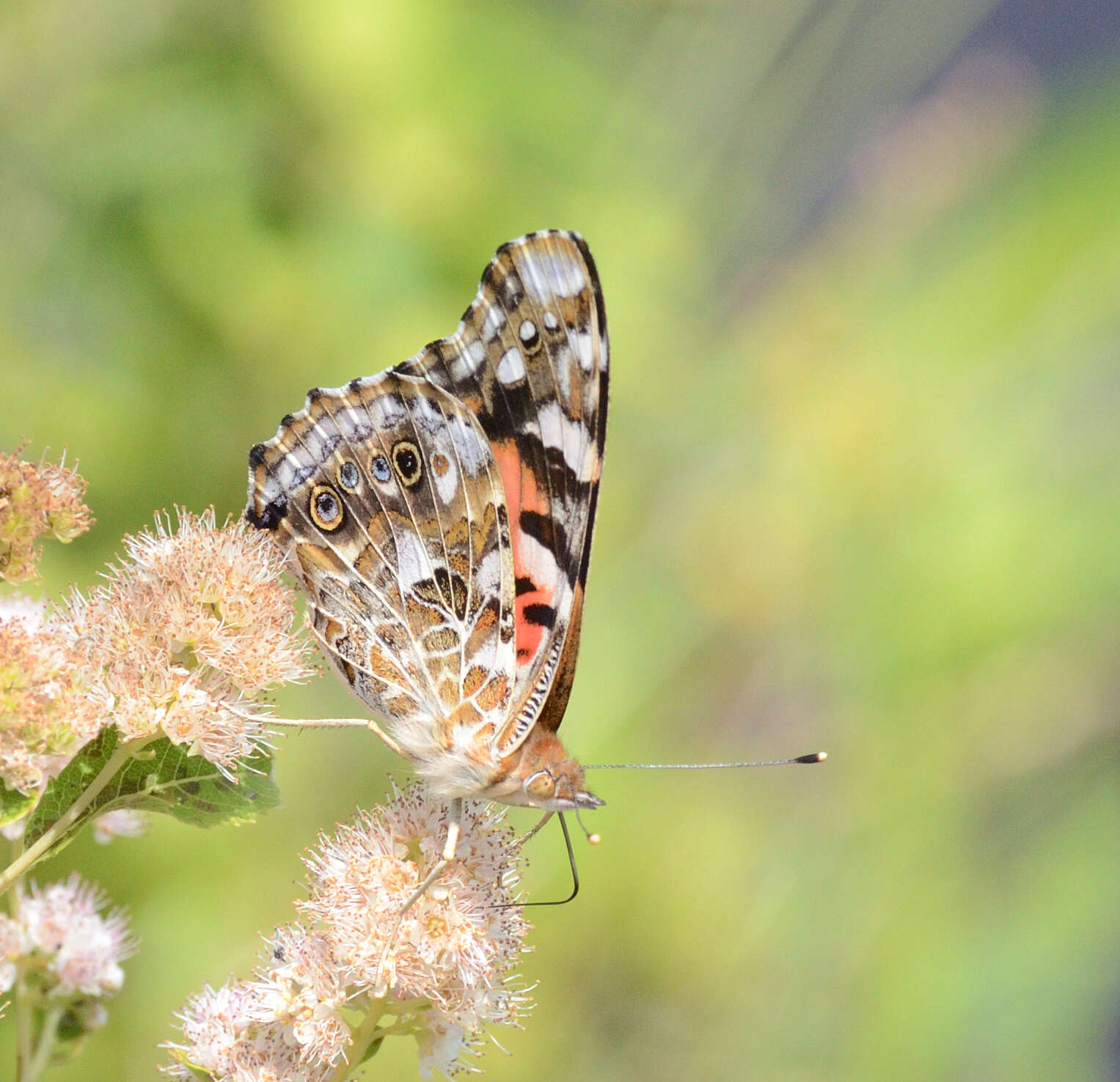 Image of white meadowsweet