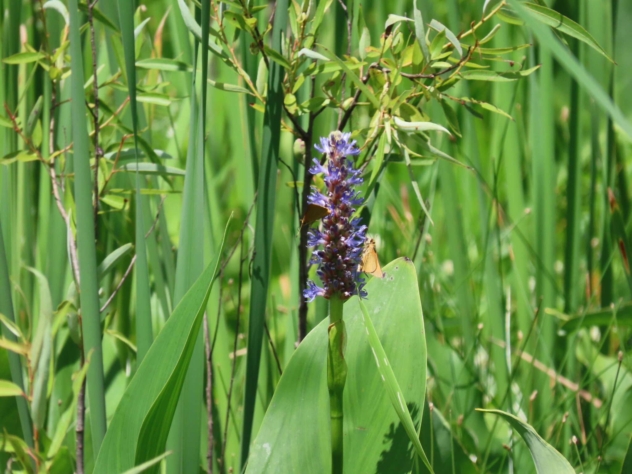 Problema bulenta Boisduval & Le Conte 1833 resmi