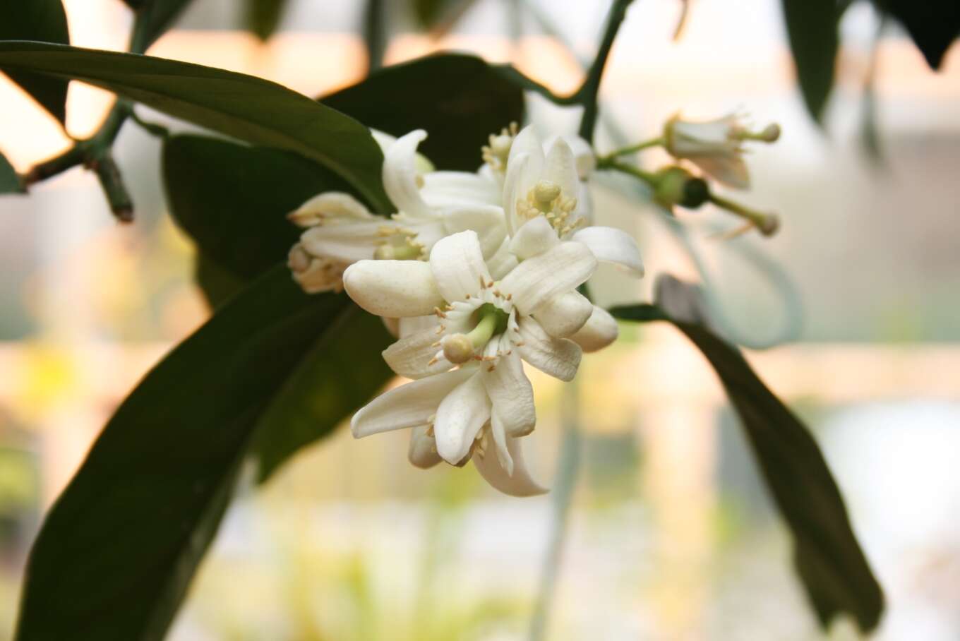 Image of Citrus × sinensis