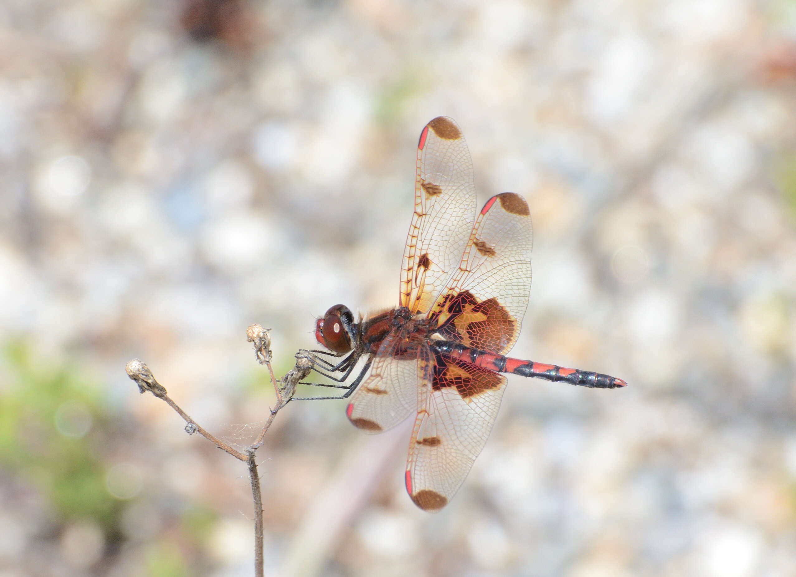 Слика од Celithemis elisa (Hagen 1861)