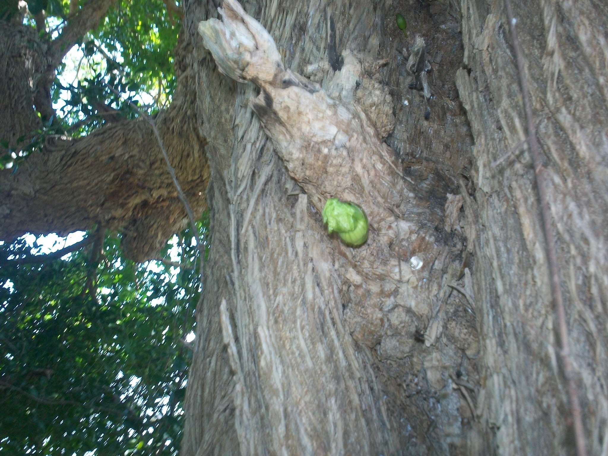 Слика од Parmentiera aculeata (Kunth) L. O. Williams