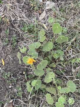 Image of Wright's Indian mallow