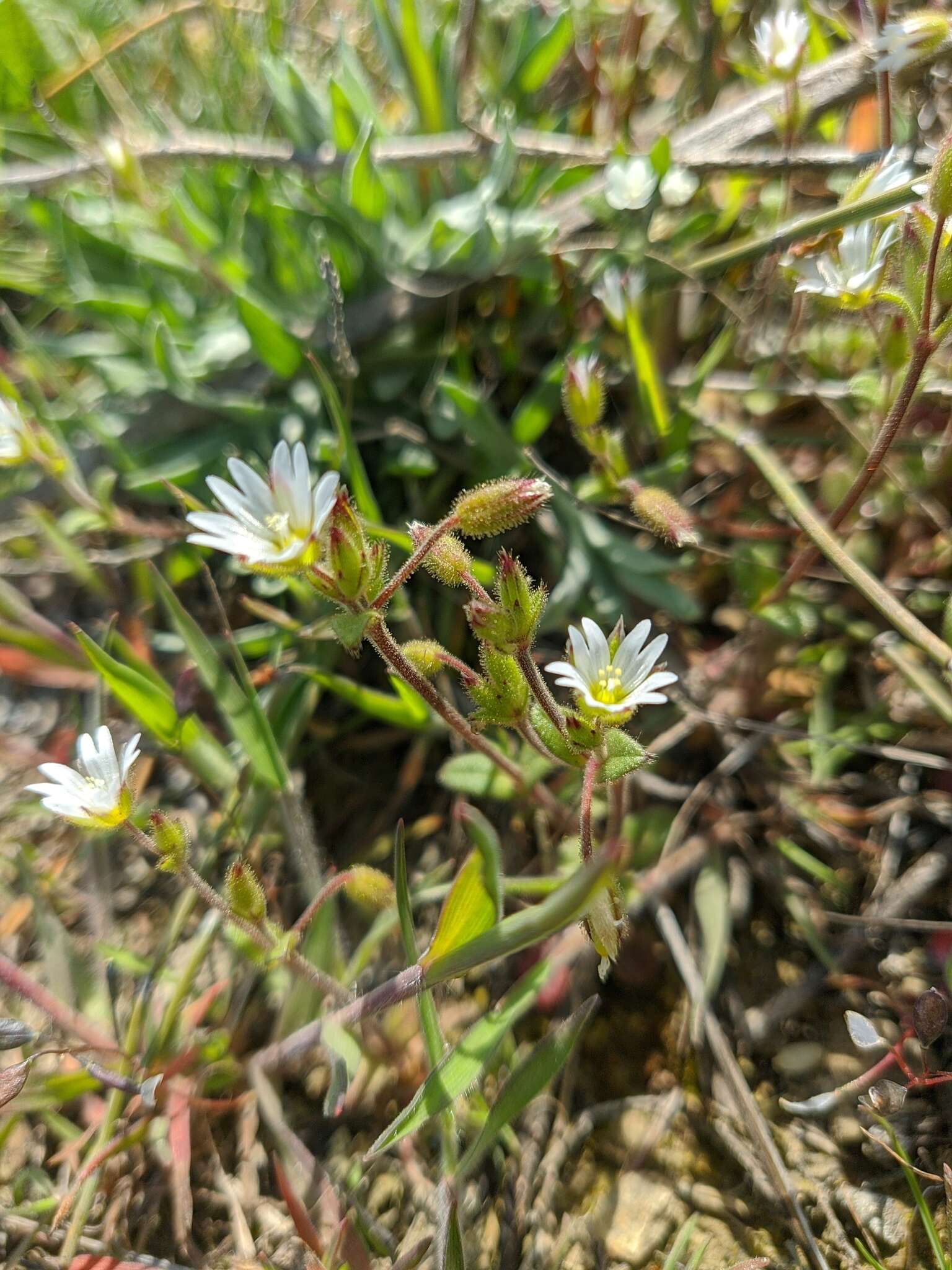 Image of Cerastium glutinosum Fries