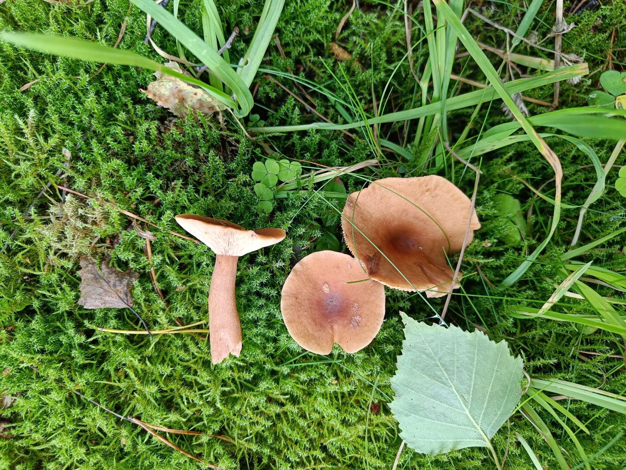 Image of Birch Milkcap