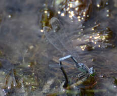 Image of Eastern Forktail