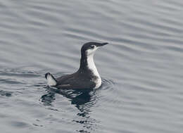 Imagem de Synthliboramphus hypoleucus (Xántus 1860)