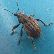 Image of Clover Leaf Weevil