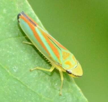 Image of Red-banded Leafhopper