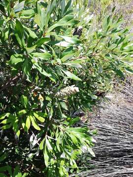 Image of Banksia integrifolia subsp. integrifolia