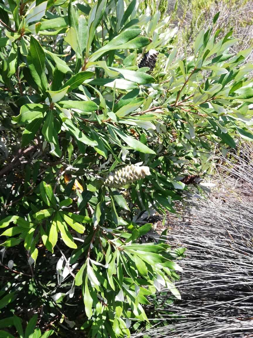 Image of Banksia integrifolia subsp. integrifolia