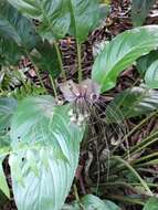 Image of black bat flower