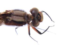 Image of Chalk-fronted Corporal