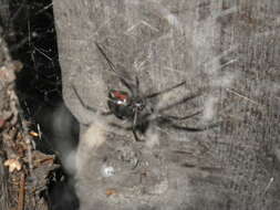 Image of Western Black Widow spider