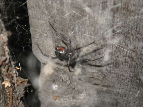 Image of Western Black Widow spider