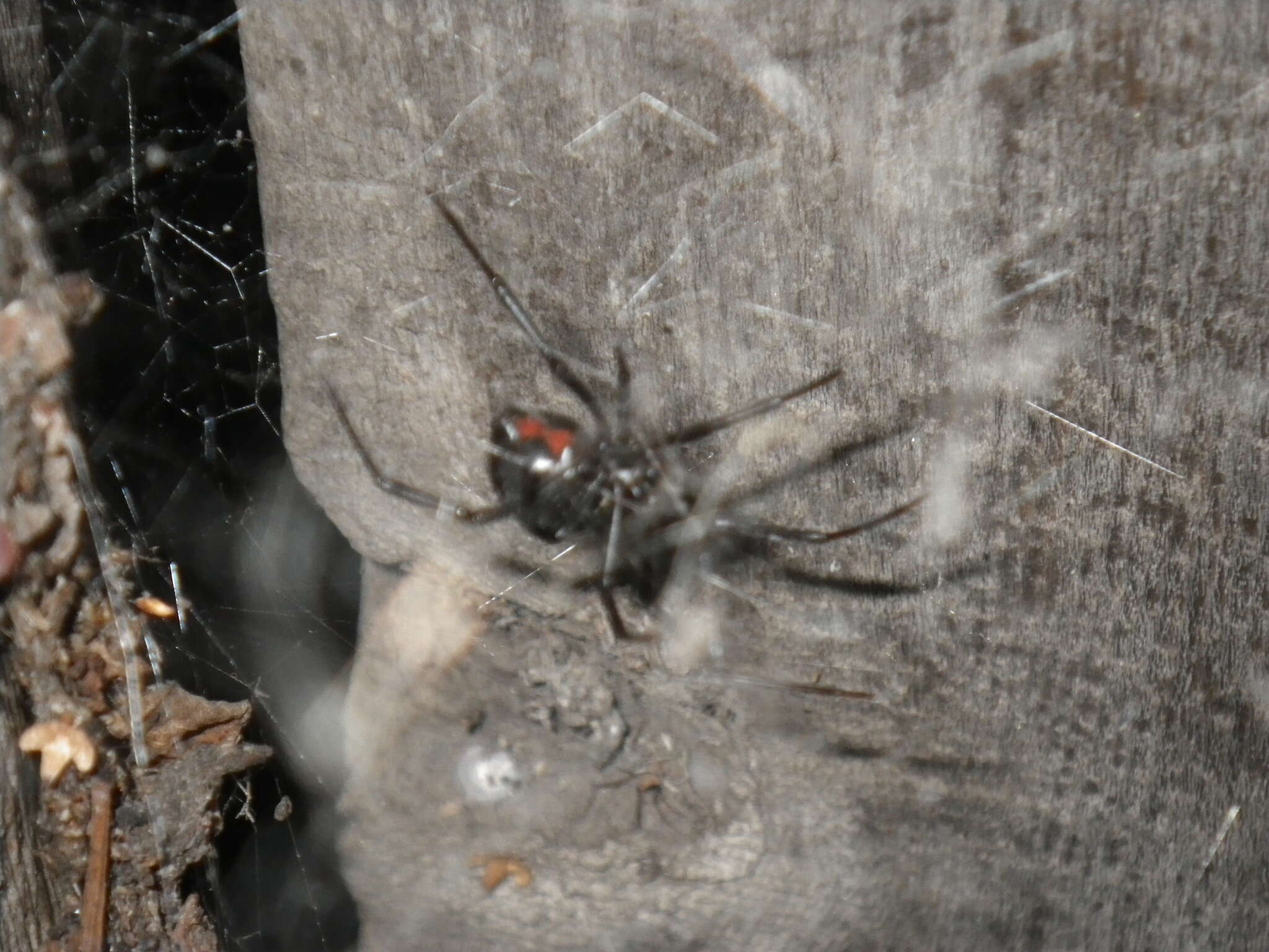 Latrodectus hesperus Chamberlin & Ivie 1935的圖片