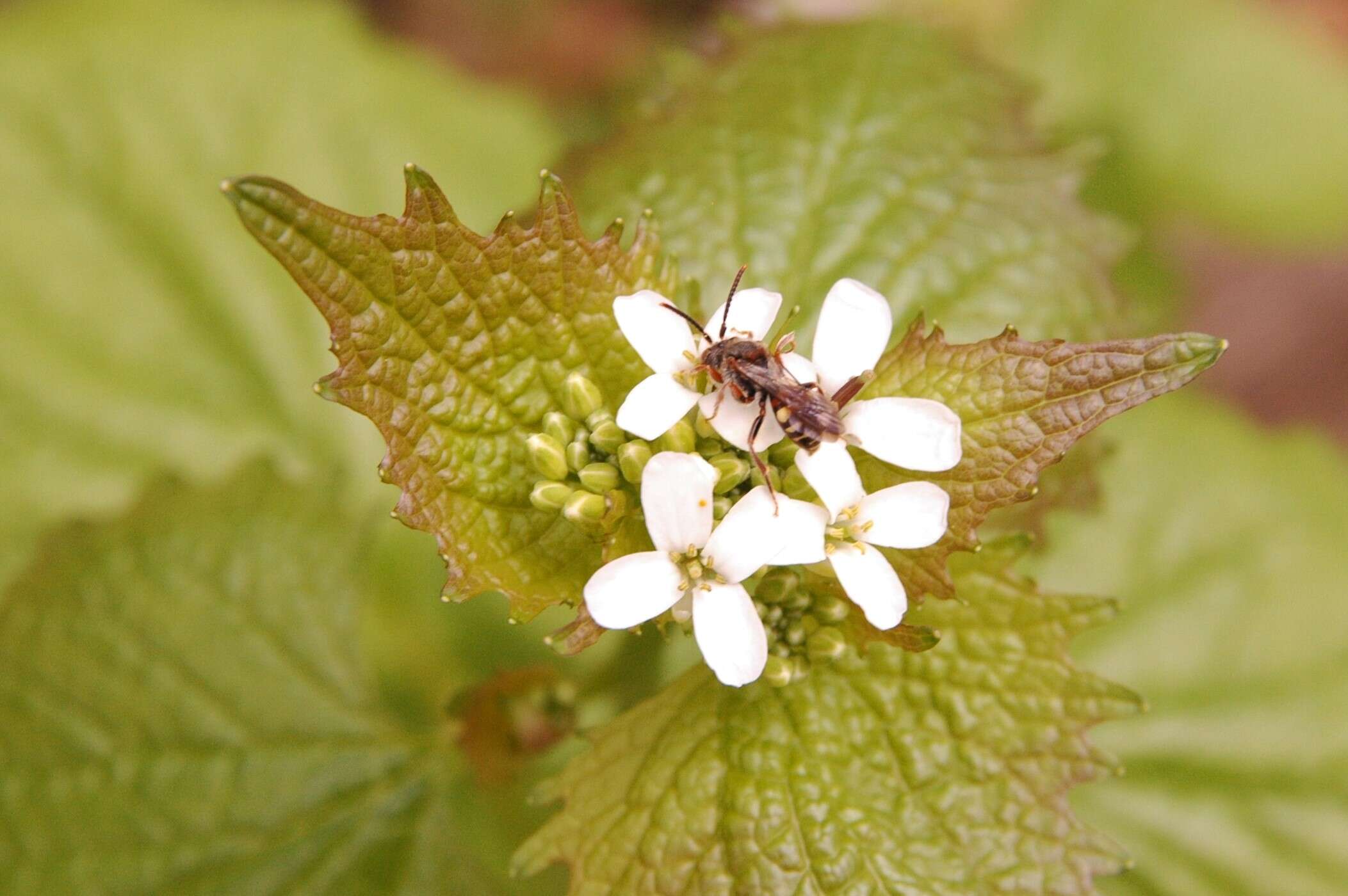 Image of Nomada bethunei Cockerell 1903