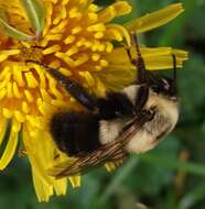 Image of Common Eastern Bumblebee