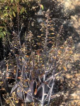 Image of Aloe chabaudii var. chabaudii