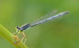 Image of Eastern Forktail