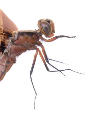 Image of Chalk-fronted Corporal