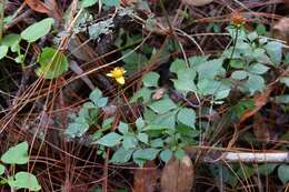 صورة Bidens ostruthioides (DC.) Sch. Bip.