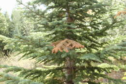 Image of California Red Fir