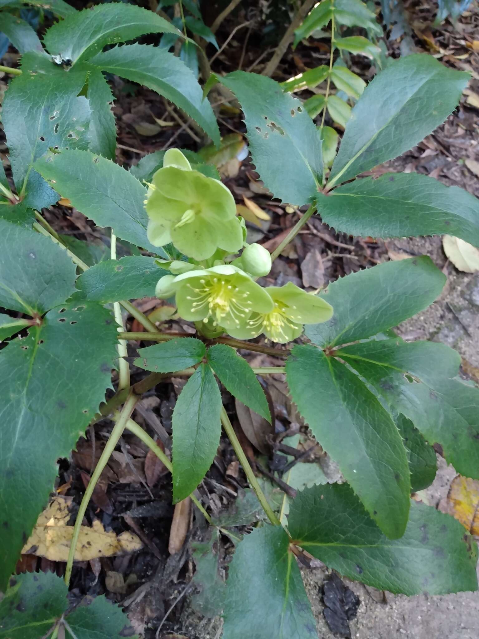 Image of Corsican hellebore