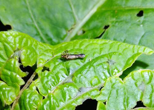 Image of Helopeltis cinchonae Mann 1907