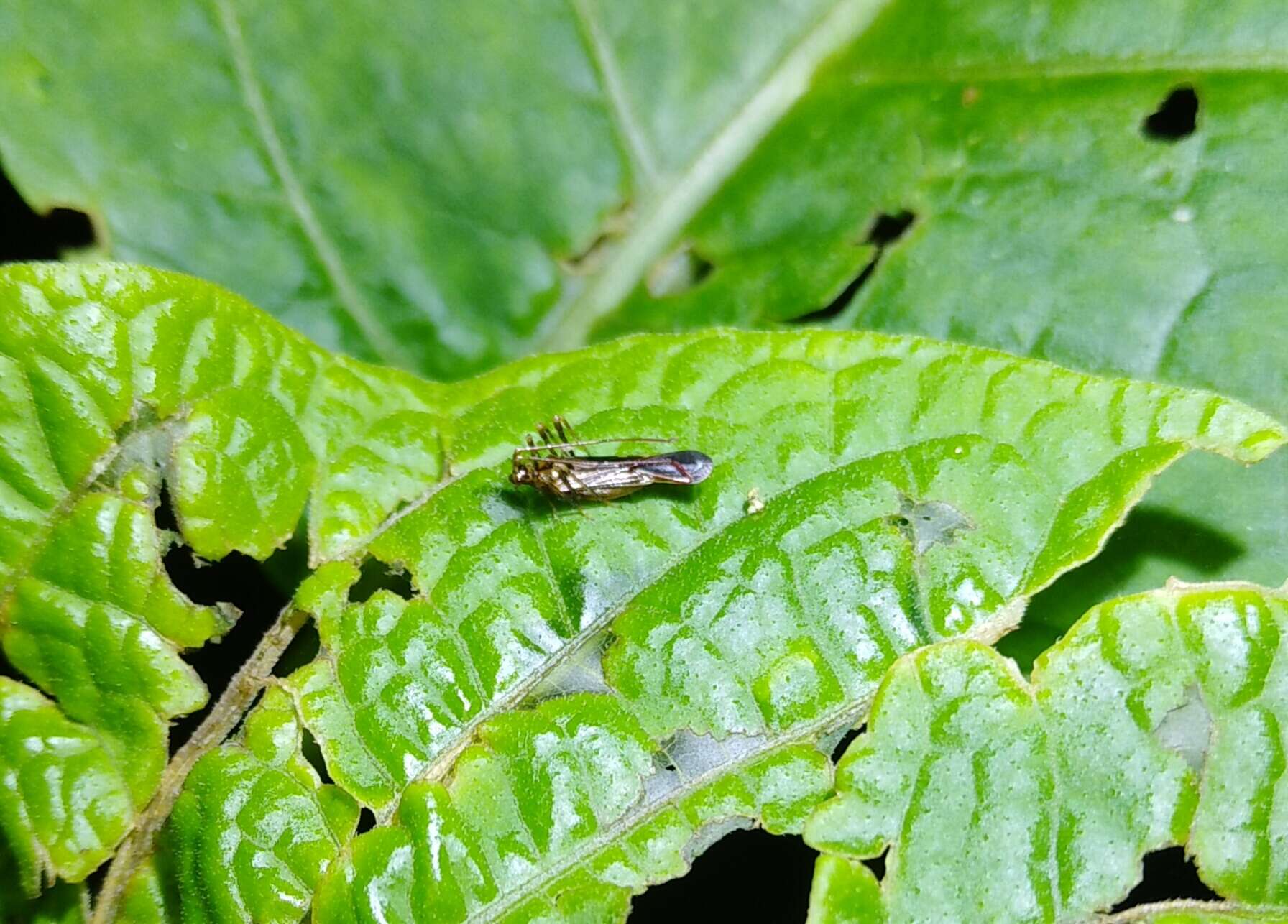 Слика од Helopeltis cinchonae Mann 1907