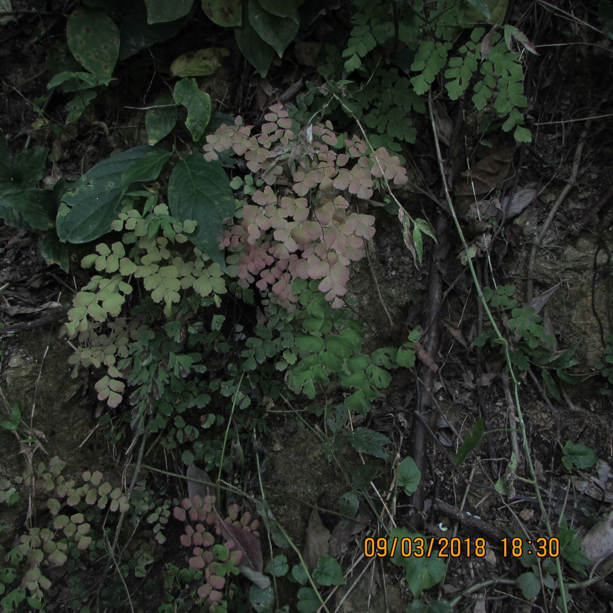 Image of fan maidenhair