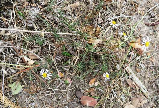 Felicia hyssopifolia (Berg.) Nees resmi