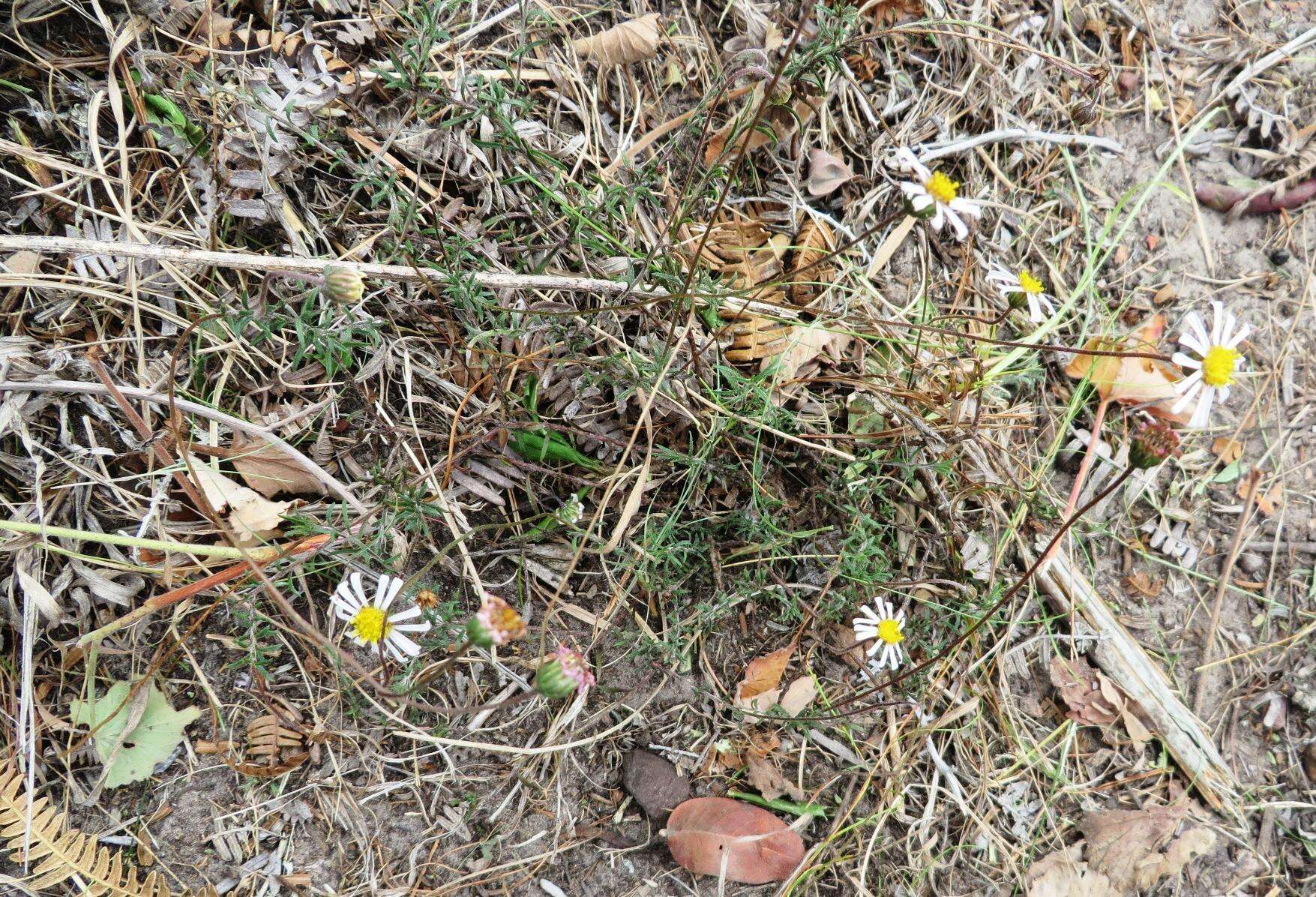 Image of Felicia hyssopifolia (Berg.) Nees