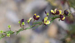 Image of sweet boronia