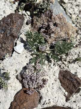 Image of bentonite desertparsley