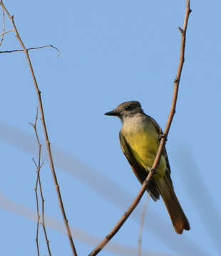 Image of Great Crested Flycatcher