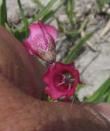 Image of Hermannia modesta (Ehrenb.) Planch.