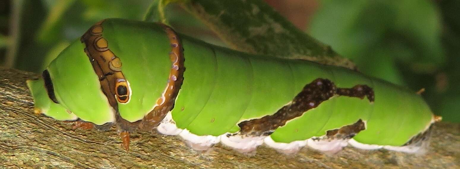 Image of Citrus swallowtail