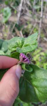 Imagem de Abronia ameliae Lundell