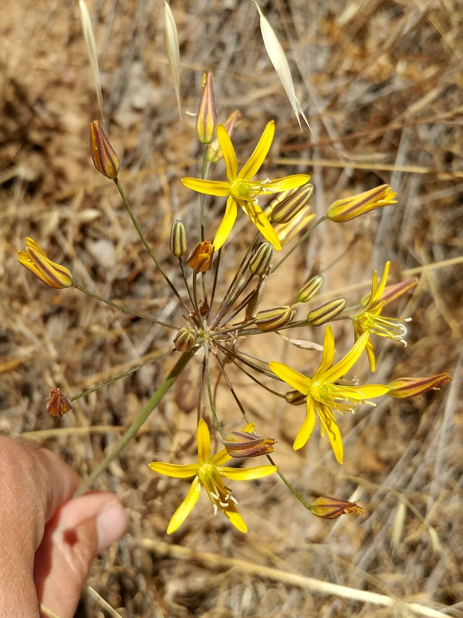 Image of common goldenstar