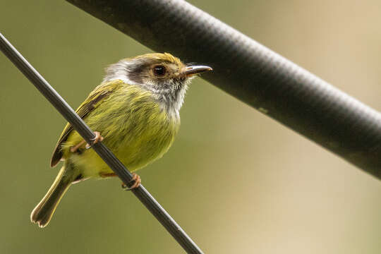 Image of Eared Pygmy Tyrant