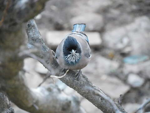 Image of Black-headed Jay