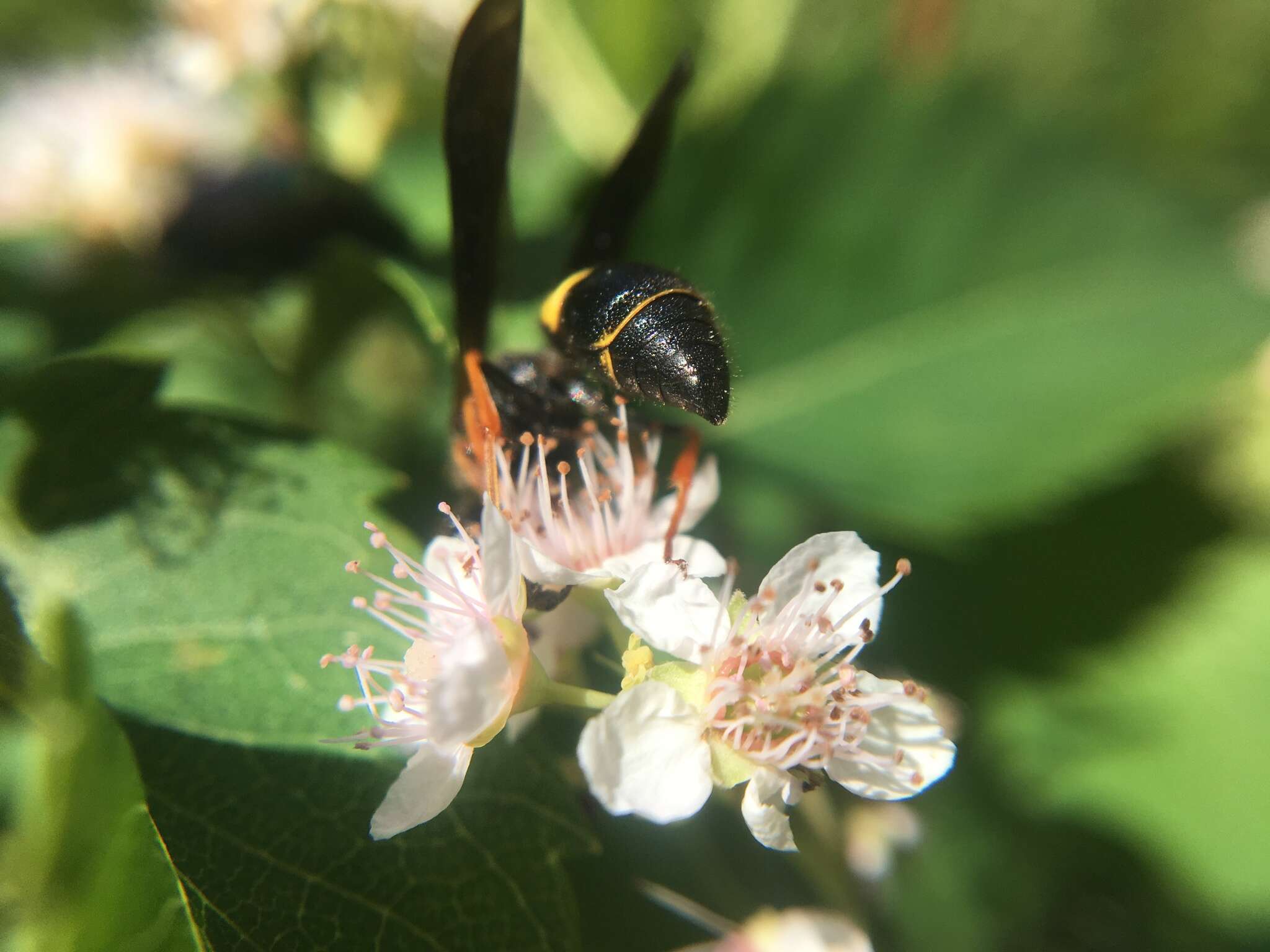 Image of Ancistrocerus unifasciatus (de Saussure 1853)