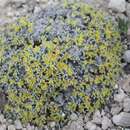 Image of singlestem buckwheat