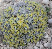 Image of singlestem buckwheat