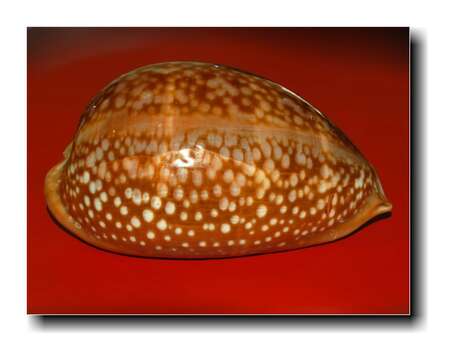 Image of Atlantic deer cowrie