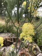 Thalictrum speciosissimum L. resmi