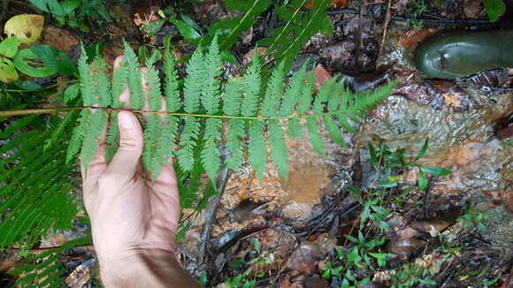 Cyathea microdonta (Desv.) Domin的圖片